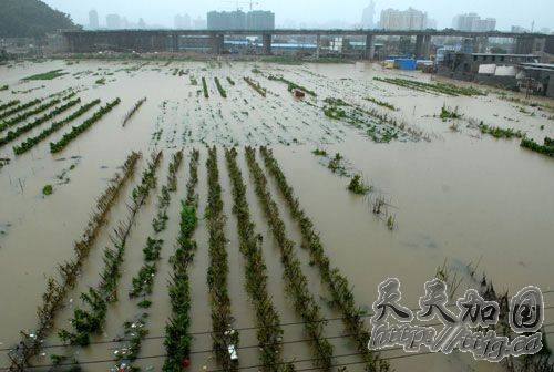 福建宁德65万人受灾 逾3万公顷农田受损(图)