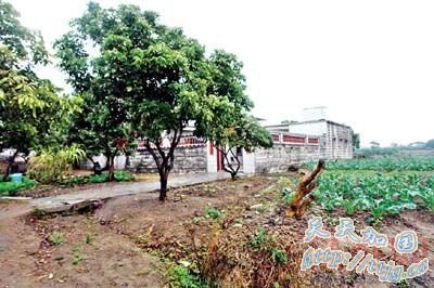 父母为生儿子捂死新生女儿谎报生育死胎(图)