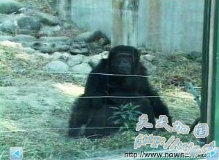 高中生模仿“泰山”吼叫 黑猩猩怒砸玻璃(图)