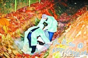 ������������ʬ ��ĸ���ѱ�����(ͼ)