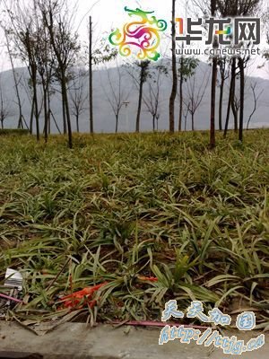 ����һ�γ����������е� ��һ��ĸŮ����(��ͼ)