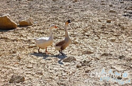 �й����ϵ����ɺ����� ���Ϻ������ش�60��һ��(ͼ)