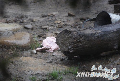 被袭饲养员喂食时携带的鸡肉和喂食桶依旧散落在虎舍内。