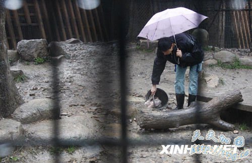 3月6日,动物园工作人员在清理发生意外的虎舍。