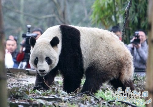 熊猫泰山在美受欢迎 奥巴马见达赖次日被召回(图)