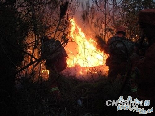 �������������з���ɭ�ִ�� �����ѱ�����(ͼ)