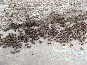 ���ϰ������������ҹ ����60����