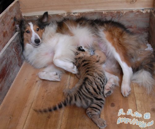 �人����԰����ʳ�� �黢ת�ɹ��������