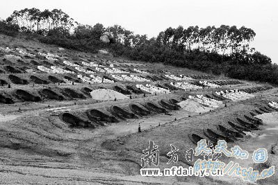 广东揭阳市一个农场毁林百余亩造800座高价墓