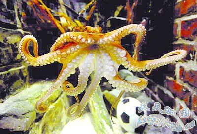 “章鱼哥”将赴中国水族馆周立波编段子迎接