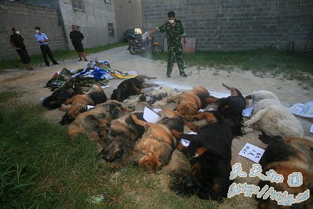 ����29ֻ��Ȯ������ҩ��������(��ͼ)