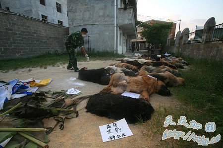 ����29ֻ��Ȯ������ҩ��������(��ͼ)