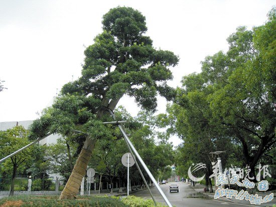 ��800��Ԫ·����31���޺���(��ͼ)