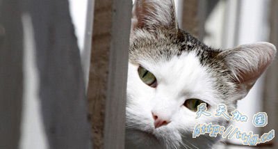 比利时计划给全国所有猫做绝育手术(图)