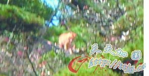 ר����ɽѰ��δ����&ldquo;��צ&rdquo;�������ۼ� �ٷ��ѽ���