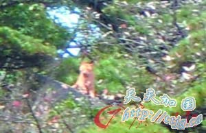 ר����ɽѰ��δ����&ldquo;��צ&rdquo;�������ۼ� �ٷ��ѽ���