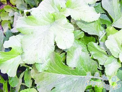 �ϰٶֻ�����������ԡ�ҵ�ȼ��(��ͼ)