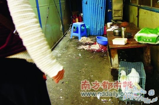 公园保安将市民放生数十只鸽子当场宰杀吃掉