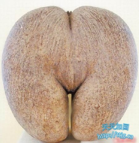 زҬӣͼ
